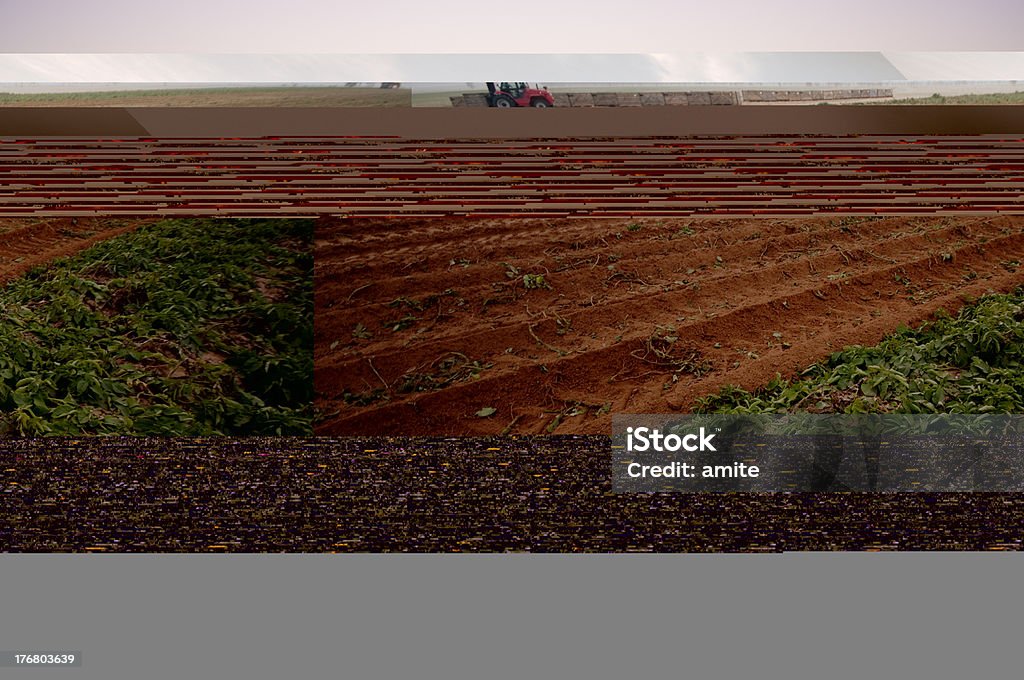 Muli in das Feld - Lizenzfrei Agrarbetrieb Stock-Foto
