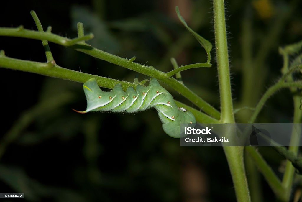 Tomate Minhoca - Royalty-free Animal Foto de stock