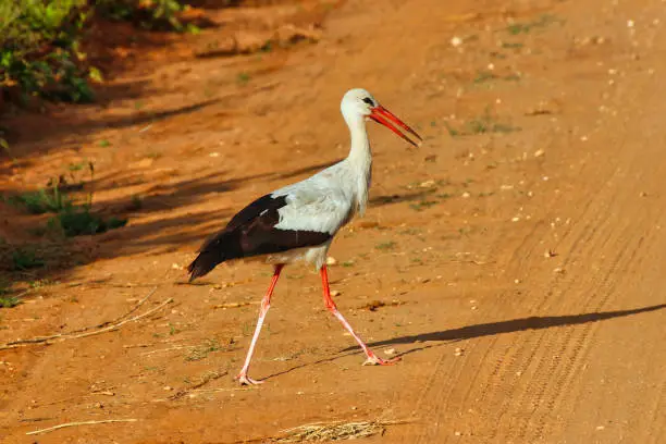 An elegant looking White Stork walks across the game trails in search of insects at Tsavo East National Park, Kenya, Africa