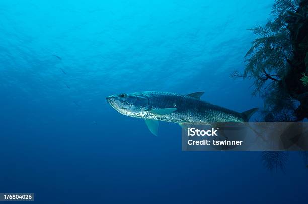 Tarpon Stock Photo - Download Image Now - Tarpon, Animal, Animals In The Wild