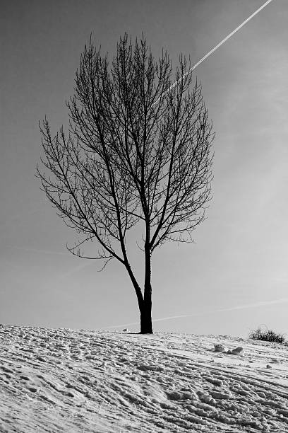 albero nella neve - schneelandschaft foto e immagini stock