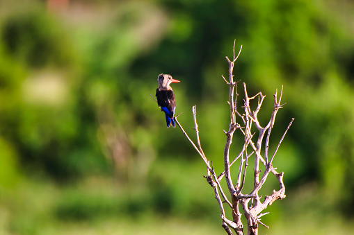 A tiny Pygmy Kingfisher on a bush at Tsavo East National Park, Kenya, Africa