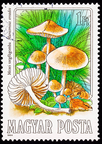 Canceled Hungarian Postage Stamp Edible Mushroom, Scotch Bonnet, Marasmius Oreades "Scotch Bonnet, Marasmius oreades, also known as the Fairy Ring Mushroom as it typically grows in outwardly spreading rings.  European folklore holds that these were marks where fairies entered and left this world for one of their own.   It is reportedly quite tasty - See lightbox for more" marasmius oreades mushrooms stock pictures, royalty-free photos & images