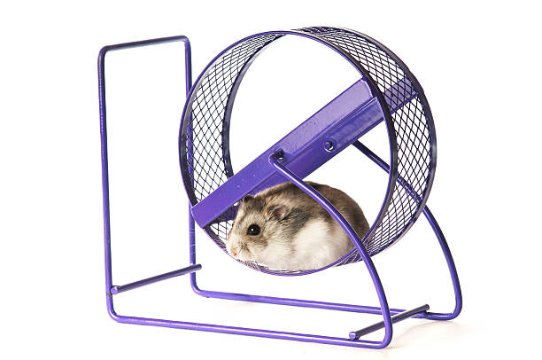 hamster in eine übung rad - laufrad stock-fotos und bilder