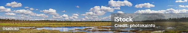 Summer North Bog Meadow Stock Photo - Download Image Now - Animals In The Wild, Beauty, Beauty In Nature