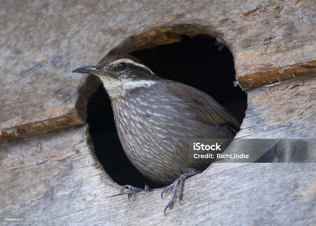 Dark-bellied Cinclodes A Dark-bellied Cinclodes emerging from its nest hole in a wooden wall. Animal Stock Photo