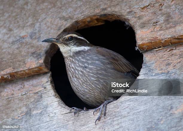 Darkbellied Cinclodes Stock Photo - Download Image Now - Animal, Animal Nest, Bird