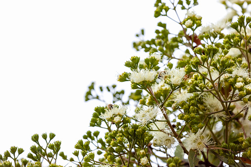Closeup flowering Eucalyptus tree, white background with copy space, full frame horizontal composition