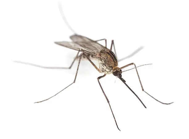 Mosquito isolated on white background. Carrier of diseases. Extreme close-up wigh high magnificaiton. 