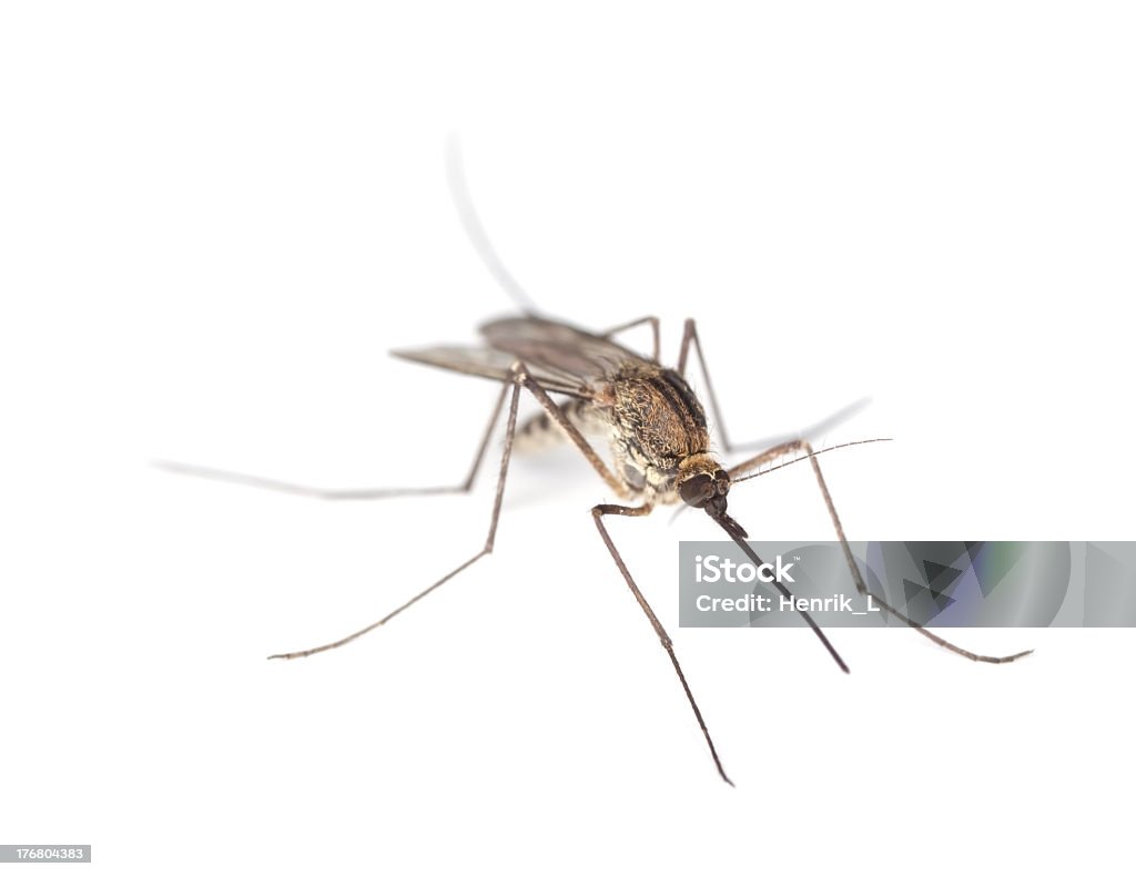 Mosquito isolado no fundo branco. - Foto de stock de Ampliação royalty-free