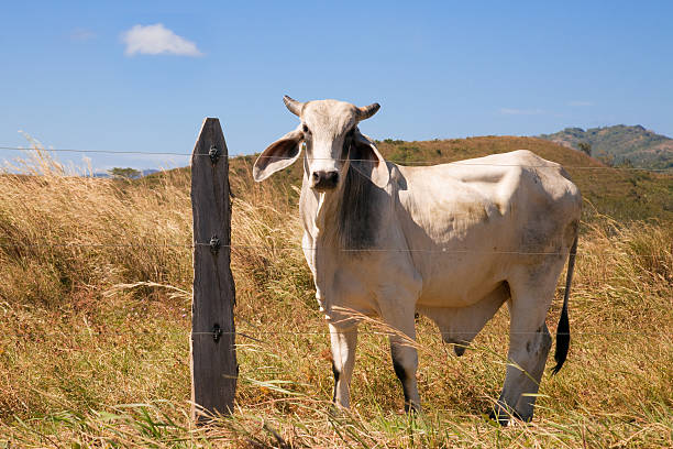 Weiße Bull auf einer Farm – Foto