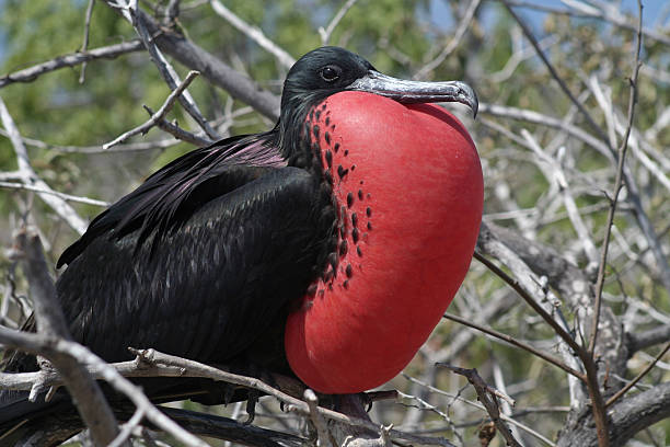 istock Magnificent frigatebird balloon display, Galapagos 176804706