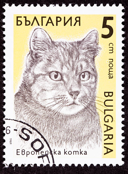 istock Canceled Bulgarian Postage Stamp Shorthaired Tiger Stripe Cat Breed 176804755