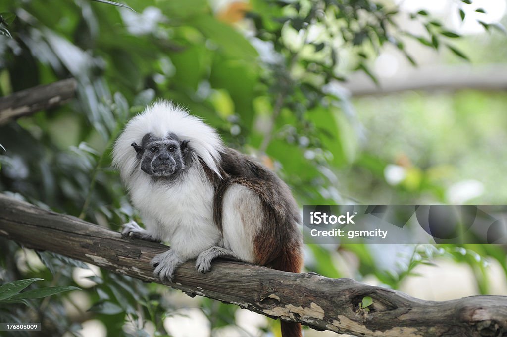 Foto de Macaco Sagui Cabeçadealgodão Saguinus Oedipus e mais fotos