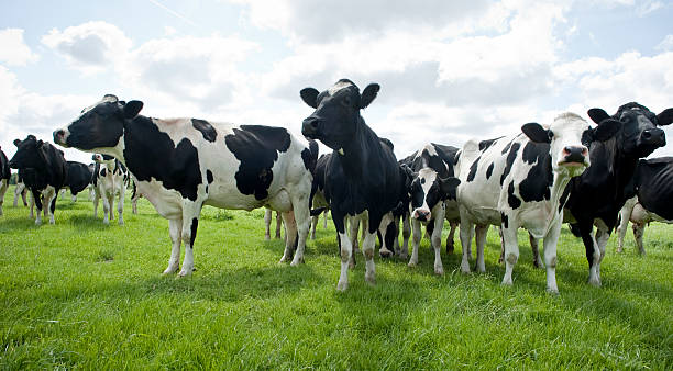 vacas caminhada para a câmera. - cow field dutch culture netherlands - fotografias e filmes do acervo