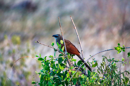 Crimson-breasted Shrike (Laniarius atrococcineus) in Etosha National Park, Namibia