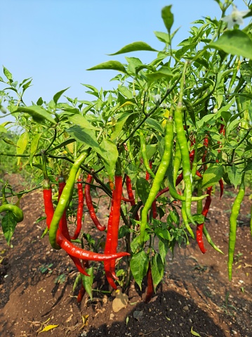 harvested and ripe red peppers on plant.scene from Indian chilli farm