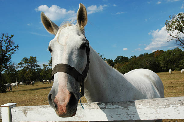 Lipizzaner horse 2 stock photo