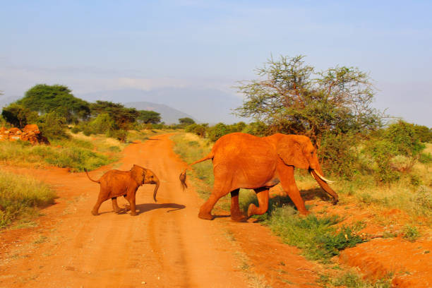 istock Baby Elephant and Mother 1768053970