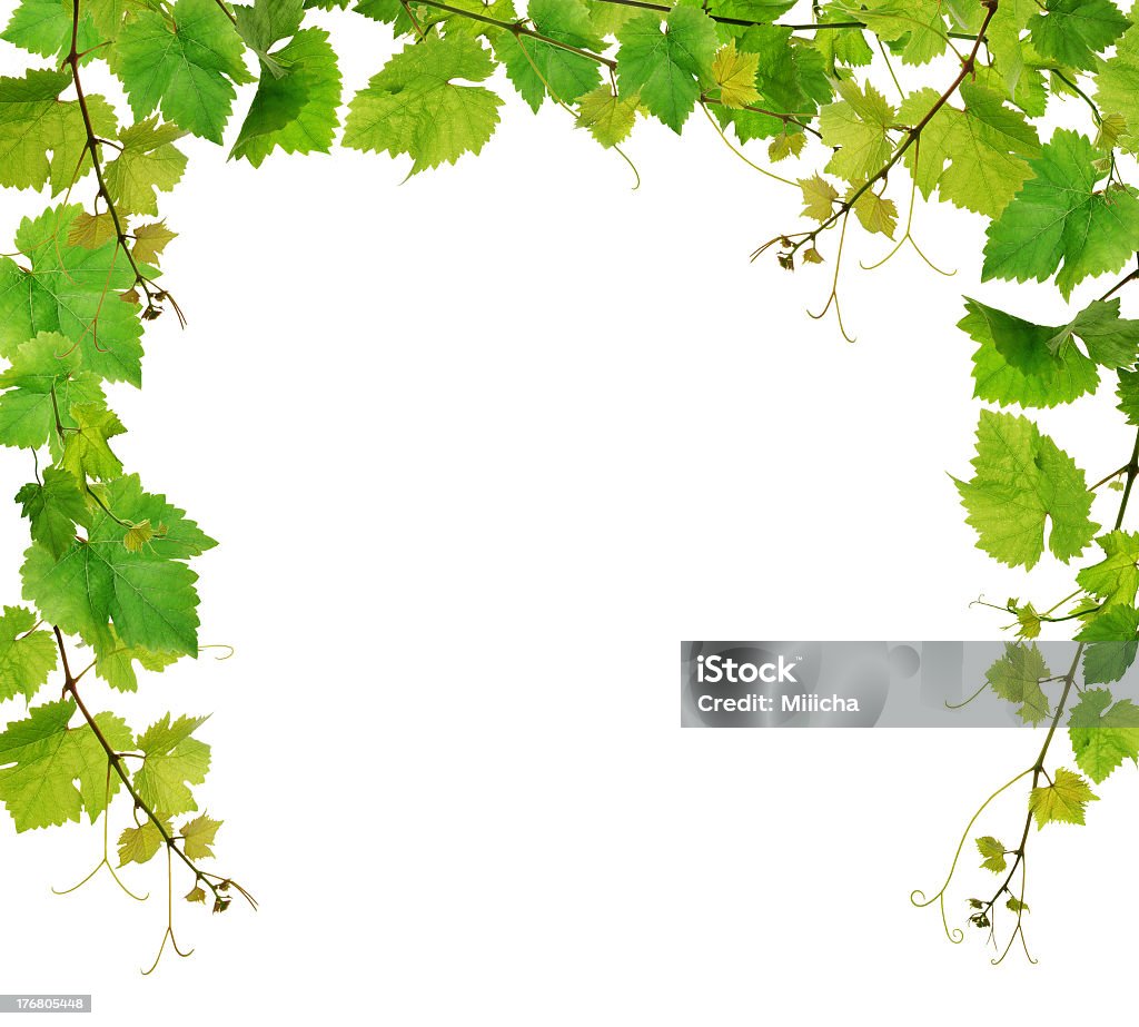 Green grapevine border over white background Fresh branches of grapevine, isolated over white background Cut Out Stock Photo