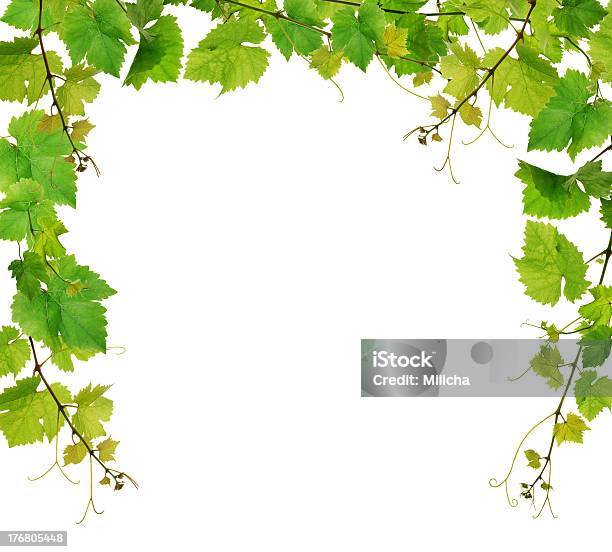 Green Grapevine Border Over White Background Stock Photo - Download Image Now - Cut Out, Alcohol - Drink, Border - Frame