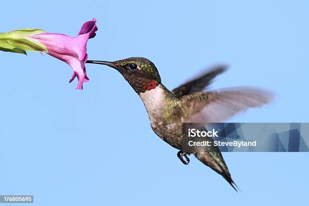 Macho Colibrí De Garganta Roja Foto de stock y más banco de imágenes de Ala de animal