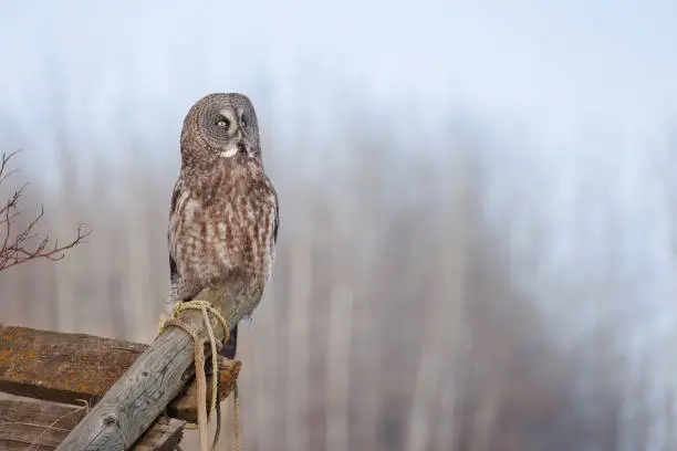 A great gray owl sits on a fencepost looking upwards from a fencepost