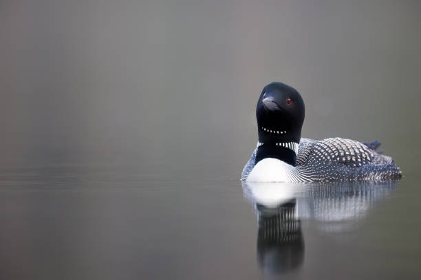 istock Close up of a common loon 1768058223
