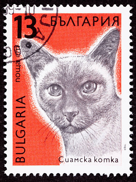 istock Canceled Bulgarian Postage Stamp Shorthaired Siamese Cat Breed 176805854