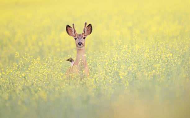istock A young mule deer in a canola field 1768060946