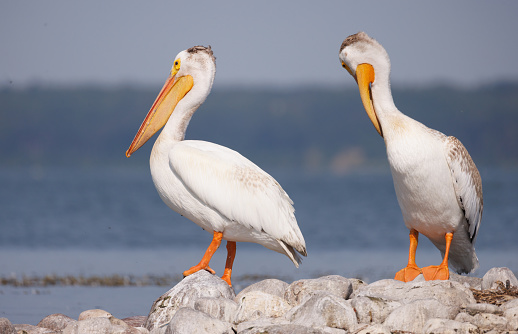 A pair of American white pelicans stand on a rocky shore with the lake behind them