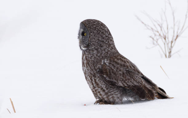 istock A great gray owl sitting in the snow 1768064200