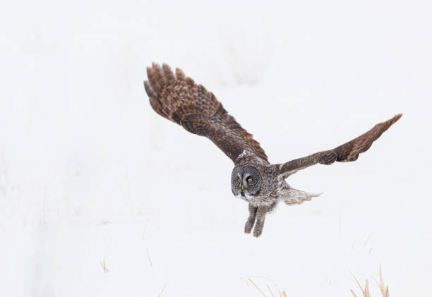 istock A great gray owl in flight in winter 1768065225