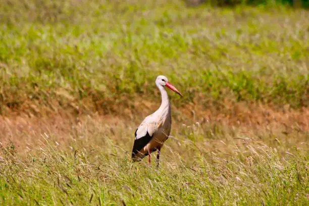 An elegant looking White Stork walks across the game trails in search of insects at Tsavo East National Park, Kenya, Africa