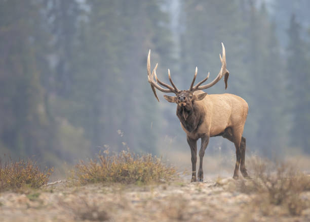 a bull elk bugling at the edge of the forest