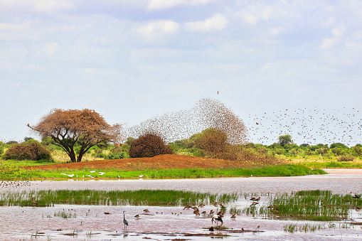 Swarms of social weavers and buffalo weavers take flight to avoid predators over a lake at Tsavo East National Park, Kenya, Africa