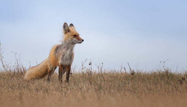 istock A red fox surveying the area 1768067141