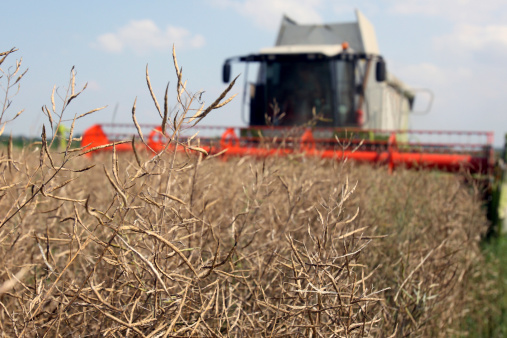 Machine harvesting Rape (Brassica napus)