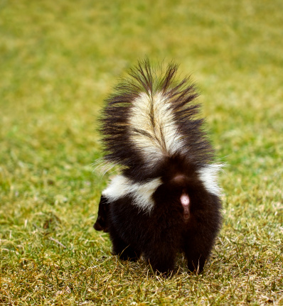 Back end of Striped Skunk (Mephitis mephitis) with tail up - captive animal