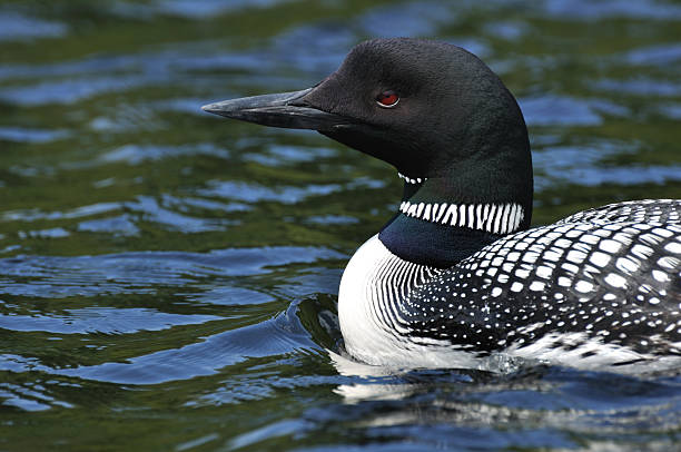 Common Loon Close-up of Common Loon (Gavia immer) on a Lake on a Sunny Day loon bird stock pictures, royalty-free photos & images