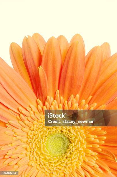 Gerbera Fondo Macro Serie Foto de stock y más banco de imágenes de Belleza - Belleza, Belleza de la naturaleza, Color vibrante