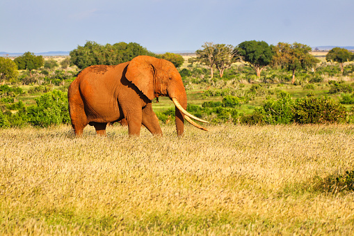 A Red dust coated Tsavo Elephant crosses the vast savanna plains of the magnificient Tsavo East National Park, Kenya, Africa