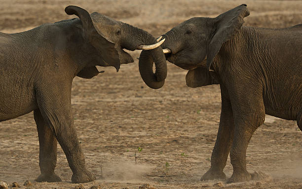 istock Fighting male African elephants 176807401