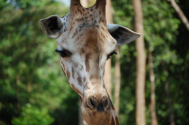 Mr Giraffe stock photo