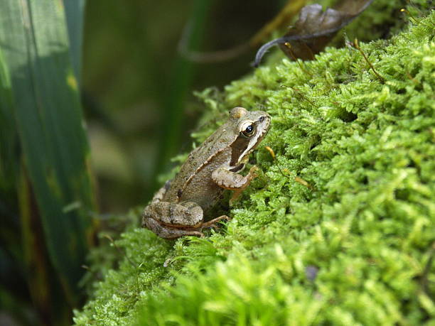 frog - frogger zdjęcia i obrazy z banku zdjęć