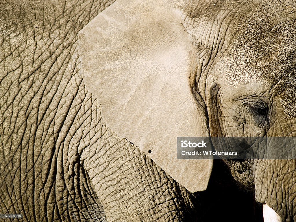 Primo piano di un elefante - Foto stock royalty-free di Elefante