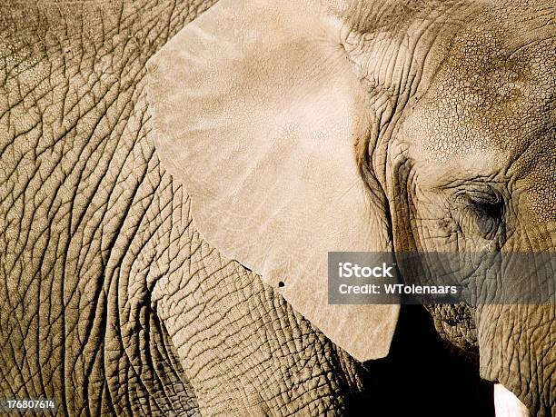 Primo Piano Di Un Elefante - Fotografie stock e altre immagini di Elefante - Elefante, Vicino, Africa