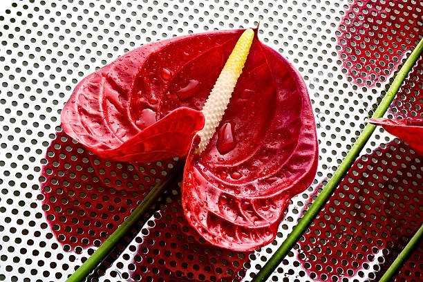 Anthurium andreanum on the metal perforated panel stock photo