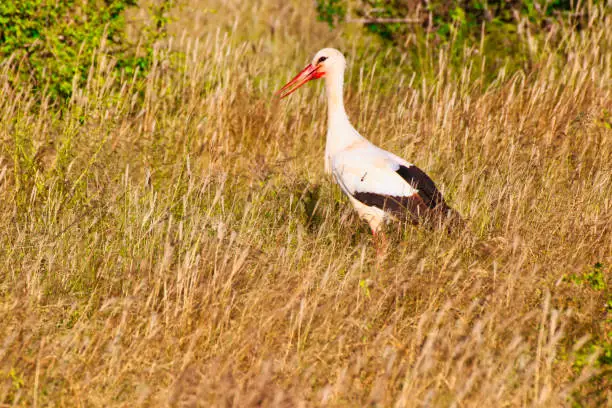 An elegant looking White Stork in search of insects at Tsavo East National Park, Kenya, Africa