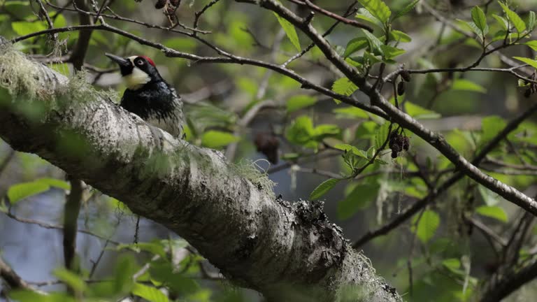 Acorn Woodpecker, Arizona